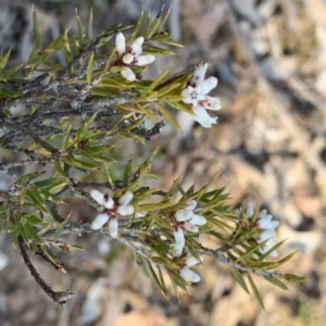 Lissanthe strigosa subsp. subulata at Nicholls, ACT - 21 Oct 2018 06:00 PM