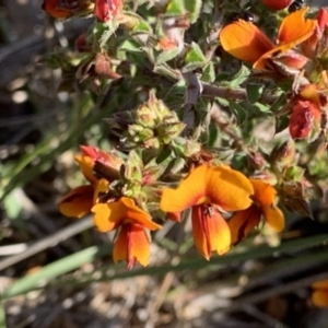 Pultenaea procumbens at Nicholls, ACT - 21 Oct 2018