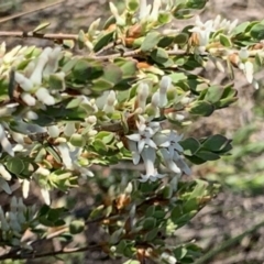 Brachyloma daphnoides (Daphne Heath) at Nicholls, ACT - 21 Oct 2018 by gavinlongmuir