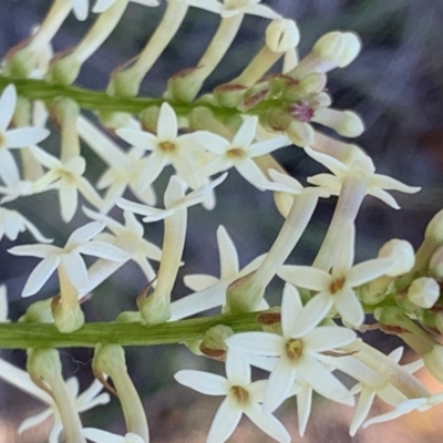 Stackhousia monogyna (Creamy Candles) at Percival Hill - 21 Oct 2018 by gavinlongmuir