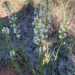 Stackhousia monogyna at Nicholls, ACT - 21 Oct 2018 05:33 PM