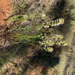 Stackhousia monogyna at Nicholls, ACT - 21 Oct 2018