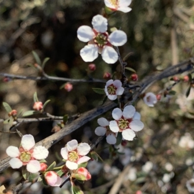 Leptospermum continentale (Prickly Teatree) at Nicholls, ACT - 21 Oct 2018 by gavinlongmuir