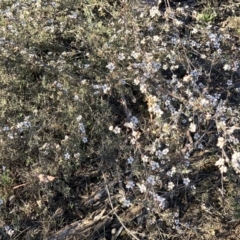 Leptospermum continentale at Nicholls, ACT - 21 Oct 2018