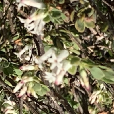 Brachyloma daphnoides (Daphne Heath) at Percival Hill - 21 Oct 2018 by gavinlongmuir