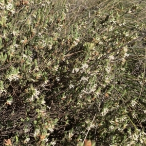 Brachyloma daphnoides at Nicholls, ACT - 21 Oct 2018