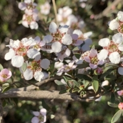 Gaudium multicaule (Teatree) at Nicholls, ACT - 21 Oct 2018 by gavinlongmuir