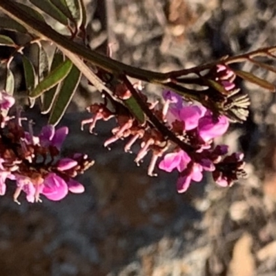 Indigofera australis subsp. australis (Australian Indigo) at Nicholls, ACT - 21 Oct 2018 by gavinlongmuir