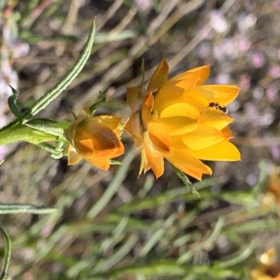 Xerochrysum viscosum (Sticky Everlasting) at Percival Hill - 21 Oct 2018 by gavinlongmuir