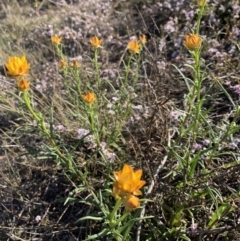 Xerochrysum viscosum at Nicholls, ACT - 21 Oct 2018 05:13 PM