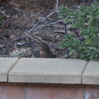 Turdus merula (Eurasian Blackbird) at Wamboin, NSW - 13 Sep 2018 by natureguy