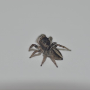 Euophryinae sp. (Rockhopper) undescribed at Wamboin, NSW - 14 Sep 2018 08:11 PM