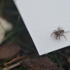 Euophryinae sp. (Rockhopper) undescribed at Wamboin, NSW - 14 Sep 2018 08:11 PM