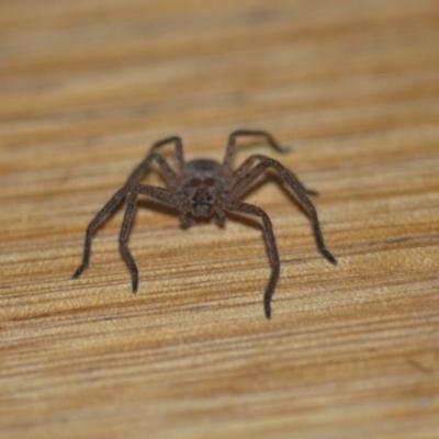 Delena cancerides (Social huntsman spider) at Wamboin, NSW - 14 Sep 2018 by natureguy