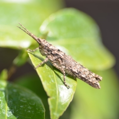 Coryphistes ruricola (Bark-mimicking Grasshopper) at Wamboin, NSW - 22 Sep 2018 by natureguy