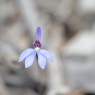 Cyanicula caerulea (Blue Fingers, Blue Fairies) at Wamboin, NSW - 24 Sep 2018 by natureguy