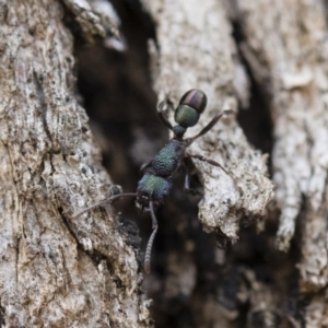 Rhytidoponera metallica at Michelago, NSW - 13 Oct 2018 11:57 AM