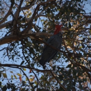 Callocephalon fimbriatum at Wamboin, NSW - suppressed