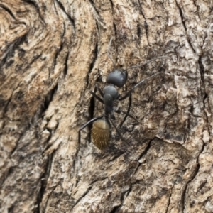 Camponotus aeneopilosus at Michelago, NSW - 13 Oct 2018 11:42 AM