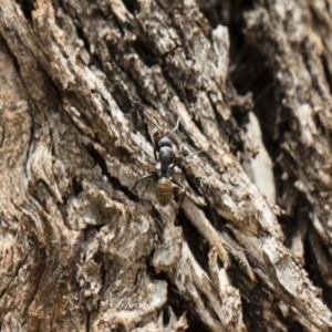 Camponotus aeneopilosus at Michelago, NSW - 13 Oct 2018 11:42 AM