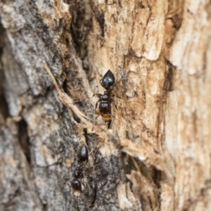 Crematogaster sp. (genus) at Michelago, NSW - 13 Oct 2018 11:05 AM