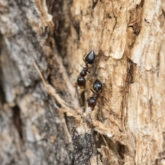 Crematogaster sp. (genus) at Michelago, NSW - 13 Oct 2018 11:05 AM