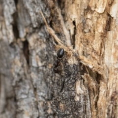 Crematogaster sp. (genus) at Michelago, NSW - 13 Oct 2018 11:05 AM