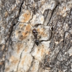 Crematogaster sp. (genus) at Michelago, NSW - 13 Oct 2018 11:05 AM