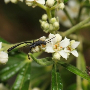 Gasteruption sp. (genus) at Acton, ACT - 23 Oct 2018 12:23 PM