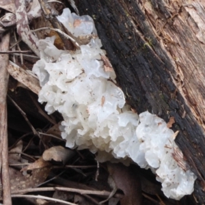 Tremella fuciformis at Cotter River, ACT - 23 Oct 2018