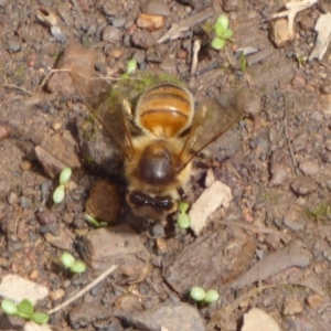 Apis mellifera at Cotter River, ACT - 23 Oct 2018