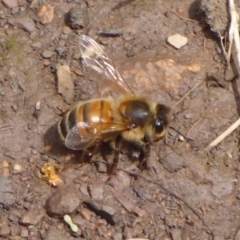 Apis mellifera at Cotter River, ACT - 23 Oct 2018