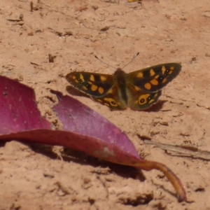 Argynnina cyrila at Cotter River, ACT - 23 Oct 2018