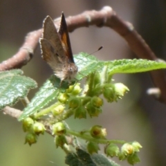 Paralucia aurifera (Bright Copper) at Cotter River, ACT - 23 Oct 2018 by Christine