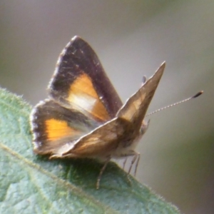 Paralucia aurifera at Cotter River, ACT - 23 Oct 2018 11:48 AM