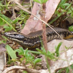 Eulamprus heatwolei at Cotter River, ACT - 23 Oct 2018