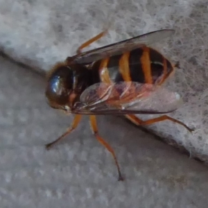 Ogcodes sp. (genus) at Cotter River, ACT - 23 Oct 2018