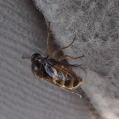 Ogcodes sp. (genus) at Cotter River, ACT - 23 Oct 2018