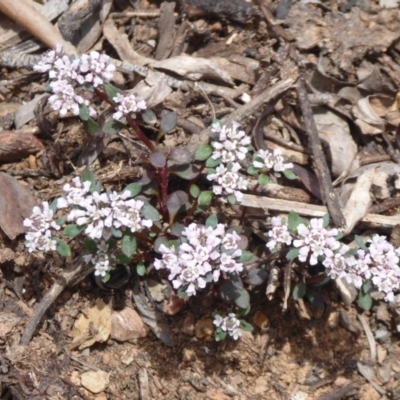 Poranthera microphylla (Small Poranthera) at Namadgi National Park - 23 Oct 2018 by Christine