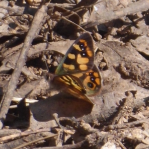 Argynnina cyrila at Cotter River, ACT - 23 Oct 2018