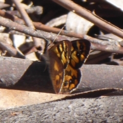 Argynnina cyrila at Cotter River, ACT - 23 Oct 2018