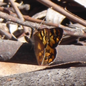 Argynnina cyrila at Cotter River, ACT - 23 Oct 2018 01:42 PM