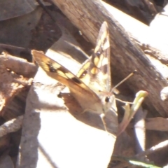 Argynnina cyrila at Cotter River, ACT - 23 Oct 2018