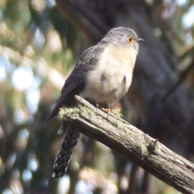 Cacomantis flabelliformis (Fan-tailed Cuckoo) at Cotter River, ACT - 23 Oct 2018 by Christine