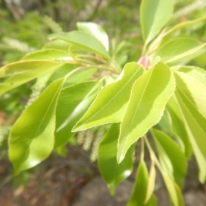 Prunus serotina at Urambi Hills - 23 Oct 2018