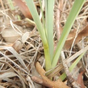 Dianella sp. aff. longifolia (Benambra) at Monash, ACT - 25 Oct 2018 09:44 AM