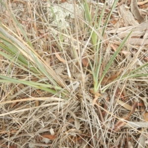 Dianella sp. aff. longifolia (Benambra) at Monash, ACT - 25 Oct 2018