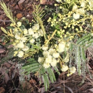 Acacia mearnsii at Aranda, ACT - 19 Nov 2017 07:08 AM