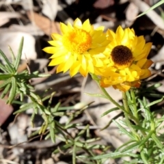 Xerochrysum viscosum (Sticky Everlasting) at Aranda, ACT - 19 Nov 2017 by PeteWoodall