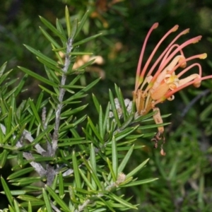 Grevillea juniperina at Aranda, ACT - 19 Nov 2017